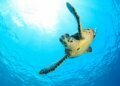 Rare sea turtles spoil nesting information in Georgia, Carolinas
