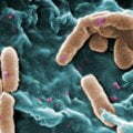 World's maximum threatening superbugs ranked in new list 8