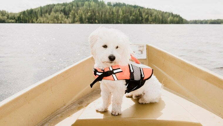 Dog Life Jackets Keep Summer Fun And Safe 9