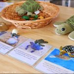 Turtle Life Cycle: The Biorhythm of These Ancient Reptiles 18