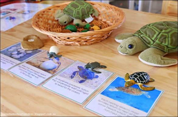 Turtle Life Cycle: The Biorhythm of These Ancient Reptiles 2