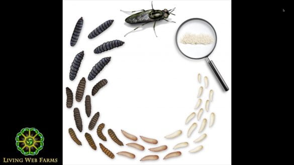 Stunning Facts About the Maggot Phase in the Life Cycle of a Fly 7
