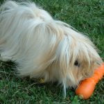 Life Spans of Different Rabbit Breeds You Must Know 19