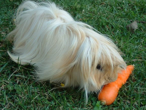 Life Spans of Different Rabbit Breeds You Must Know 6