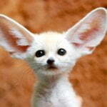 What Makes Cats Different From Other Animals 12