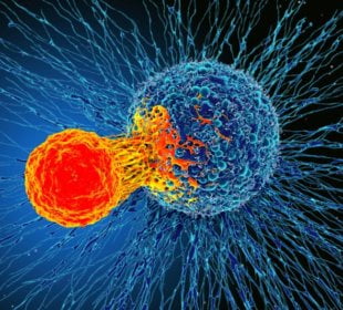 Immunotherapy Is Now Here For Breast Cancer. What Are Its Prospects? 3 Immunotherapy Is Now Here For Breast Cancer. What Are Its Prospects? 2