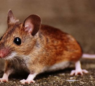 Use of male mice skews drug studies towards girls, have a look at finds 6