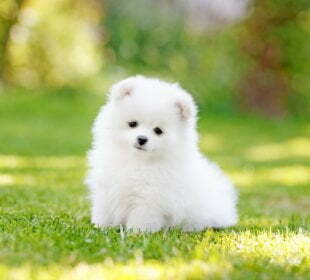 Dog Owners Get More Exercise 17 Dog Owners Get More Exercise 9