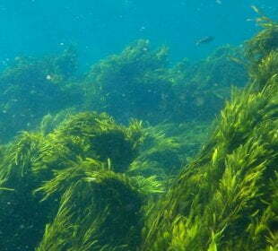 Seaweeds May Help Manage Hypertension, Finds Study 9
