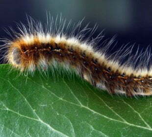 Killer caterpillars that cause allergies assaults invade Queen's back garden 1