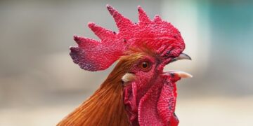 Our carriers: Rooster Tinch (Toledo Streets, Toledo, USA)