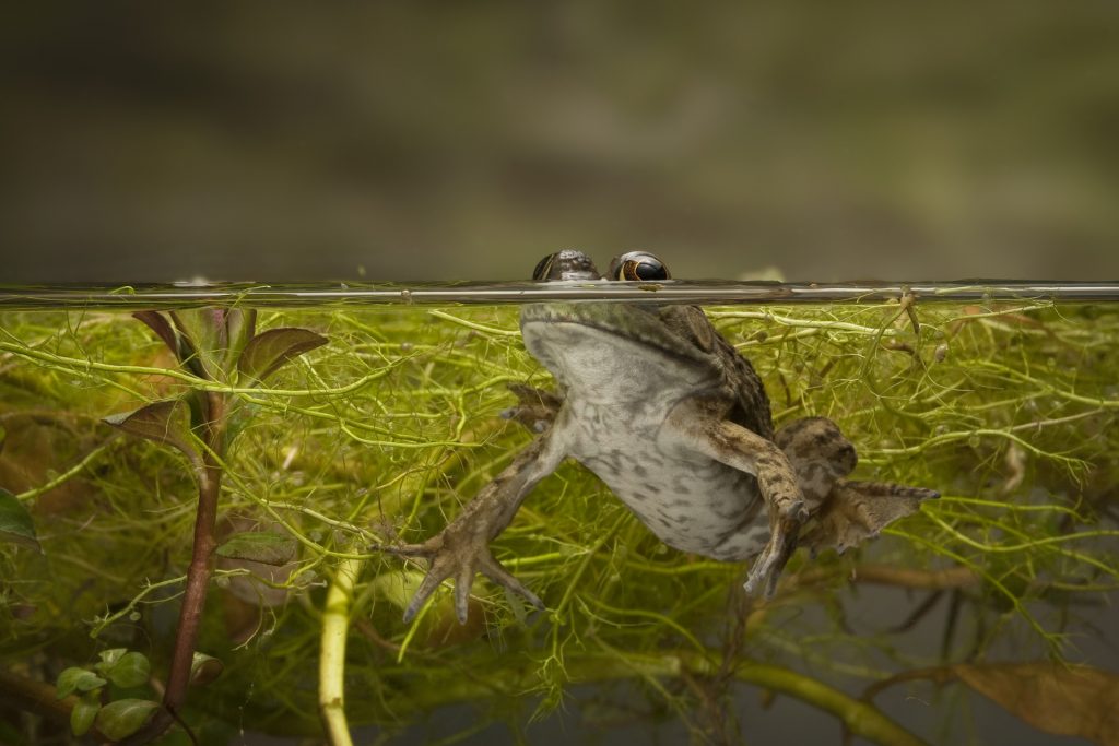 Why Did Life Move to Land? For the View