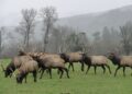 Exploring the Majestic Elk of California: A Wildlife Adventure