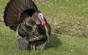 Over ninety five pct of companies in Turkey use Internet 2