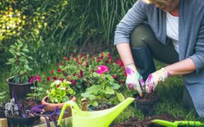 Gardening hints plant tangerine tulips 77