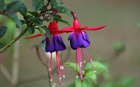 Google Offers Peek at New Fuchsia Operating System 3