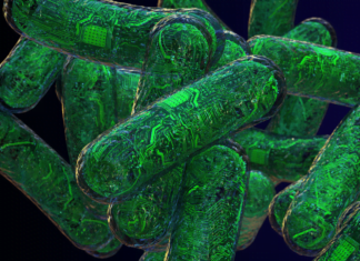 Living computer systems: RNA circuits transform cells into nanodevices Home 9