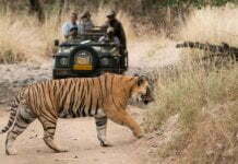 Wildlife Tour India – Come and Experience the Soul of India Home 19