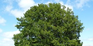 Consider Beautiful Oak Drawers to Compliment Your Interior Home 8