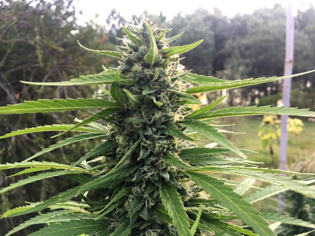 Stocks Added to the World’s Largest Marijuana ETF