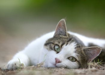 The Science Behind Cats And Periods 4