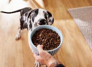 Canned Dog Food – What Are the Benefits and What is the Downside?