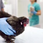 Bird Flu And Its Possible Impact On The Indian Economy 2