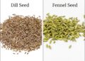 The Benefits of Fennel and Fennel Seeds