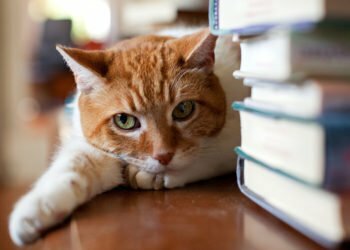 Cat Person creator Kristen Roupenian on the hassle