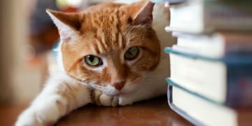 Cat Person creator Kristen Roupenian on the hassle