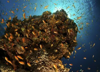 England vicinity plans international-first for climate alternate coaching