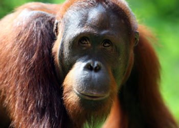 Teaching Orangutans How to Be Orangutans