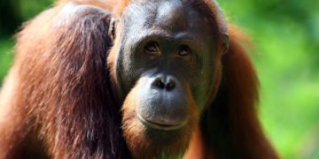Teaching Orangutans How to Be Orangutans
