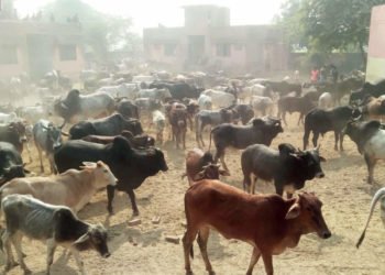 Stray cattle locked in the UP school