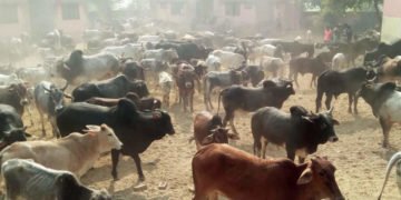 Stray cattle locked in the UP school